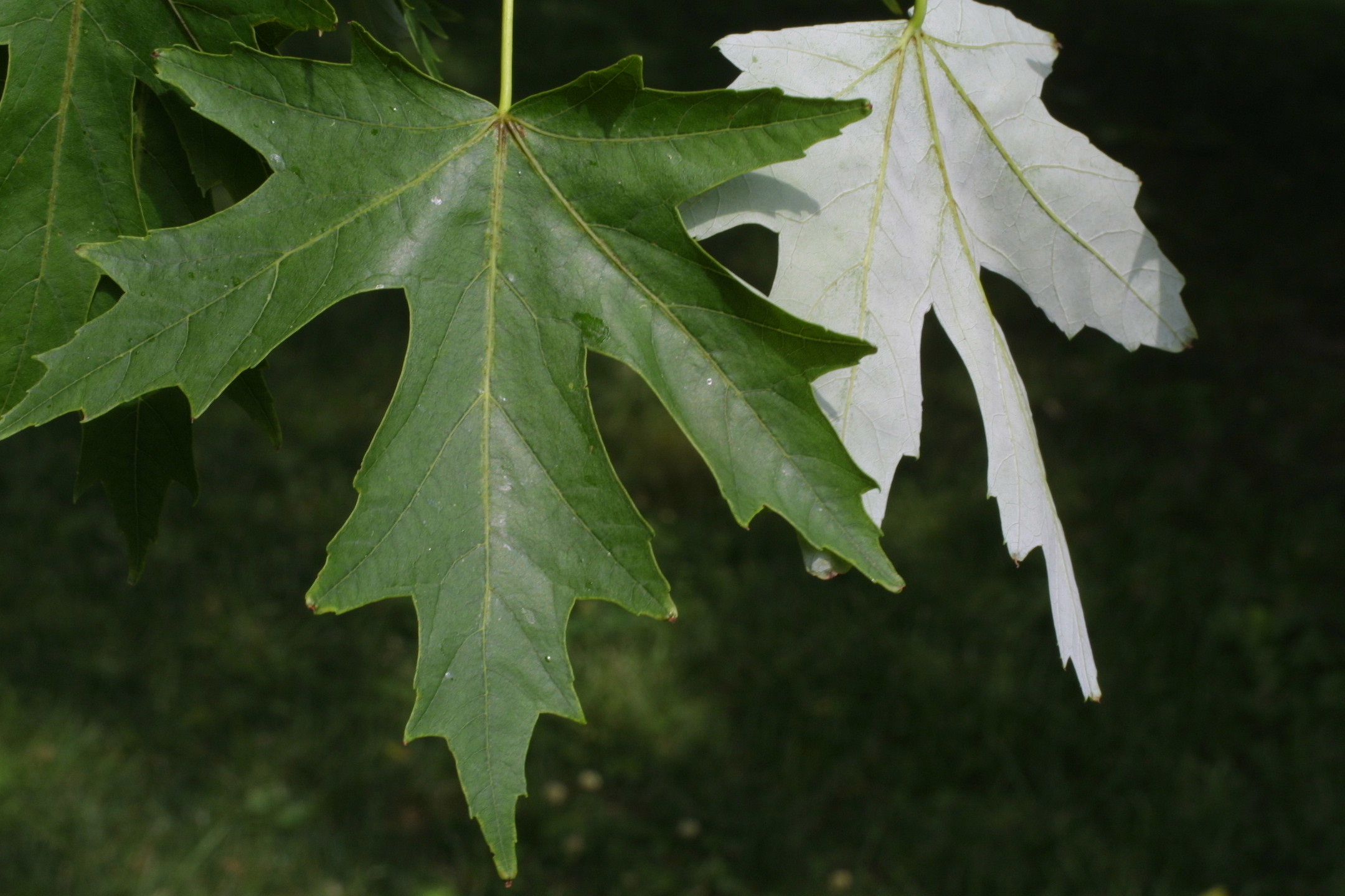 silver maple leaf plant